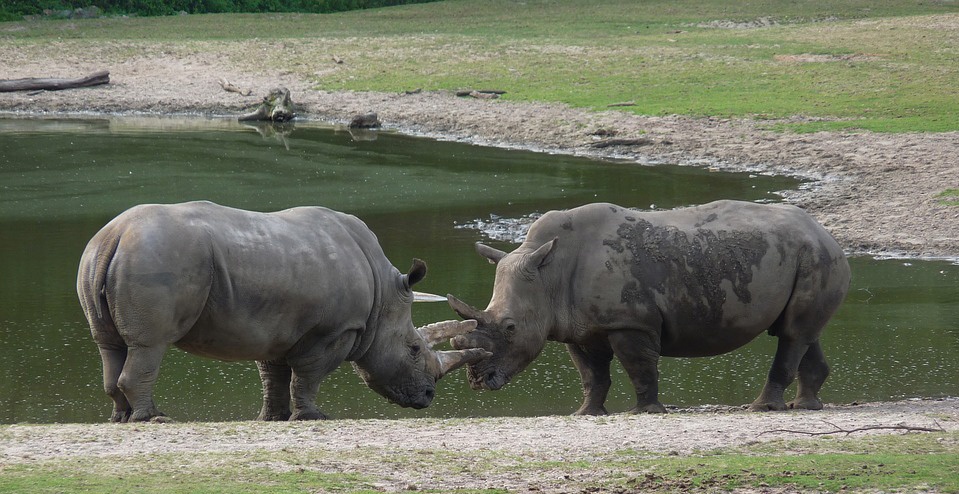 Rhinos