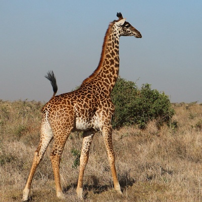 AfricanGiraffe