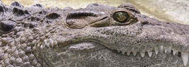 crocodile 1660537 640