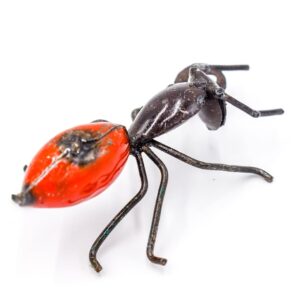 Ant