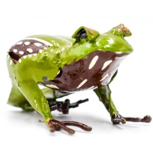 green toad